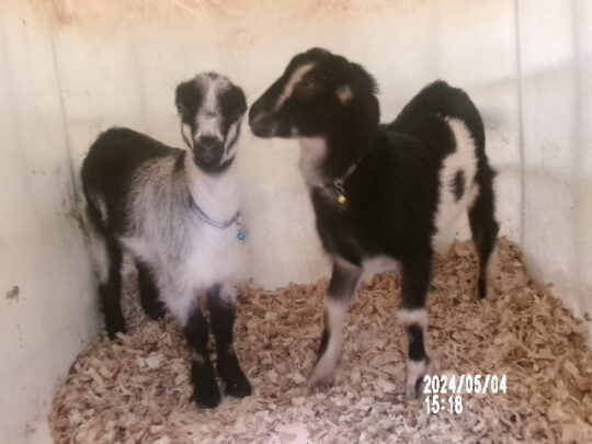 twin goats stand next to each other