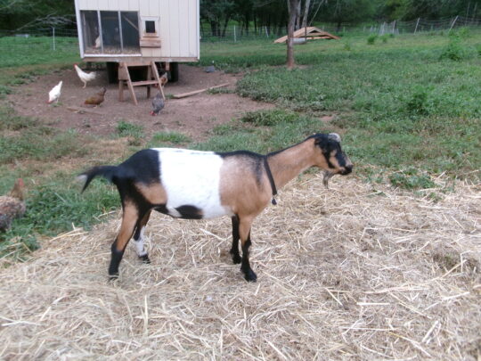 multi colored goat with a chicken house in the background
