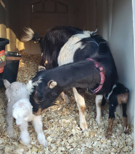 A mama goat gently licks her kid while the other one nurses.