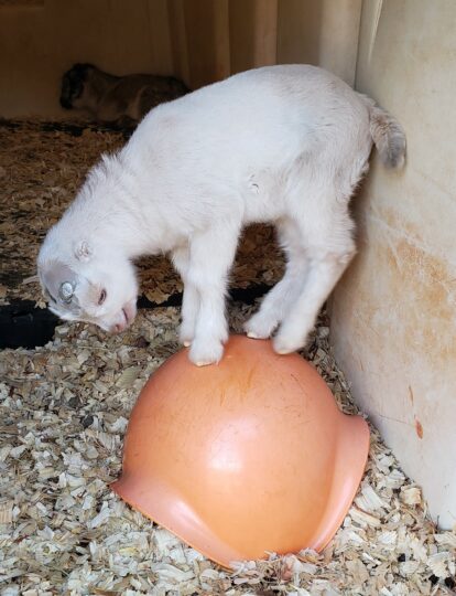 A white baby goat plays on an orange stool.
