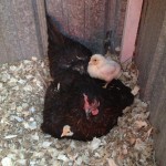 Broody Hen with Chicks