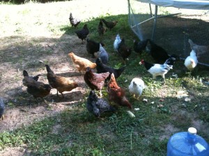 Happy Rainbow Chickens